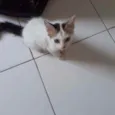 Tito