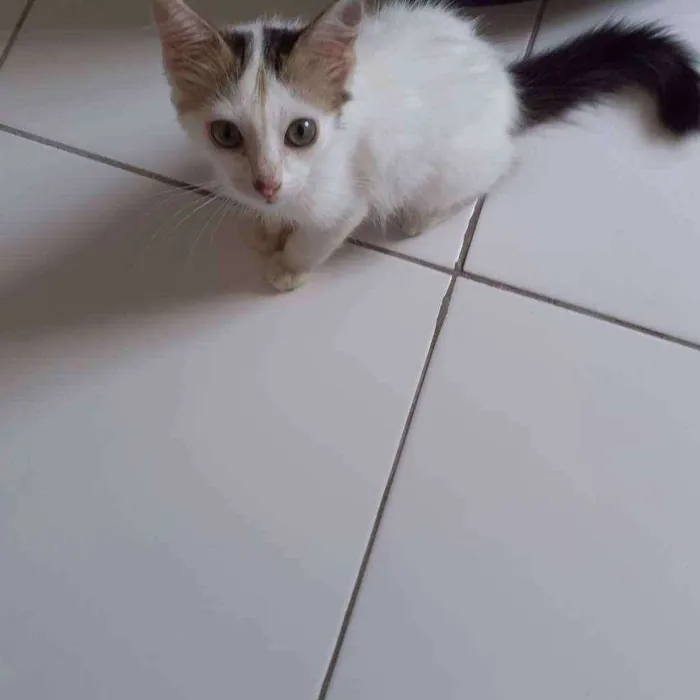 Gato raça Não discriminado  idade 2 a 6 meses nome Tito