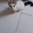 Tito