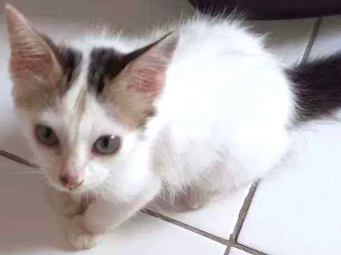 Gato raça Não discriminado  idade 2 a 6 meses nome Tito