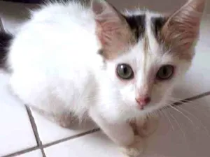 Gato raça Não discriminado  idade 2 a 6 meses nome Tito