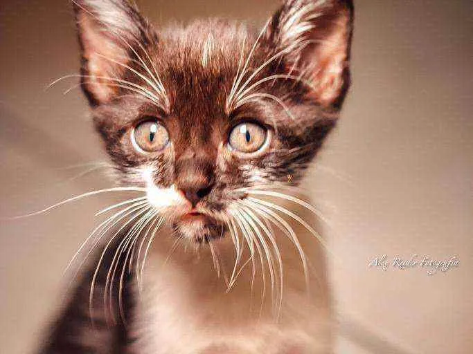 Gato raça Mestiça idade 1 ano nome Sabrina , Goku, vege