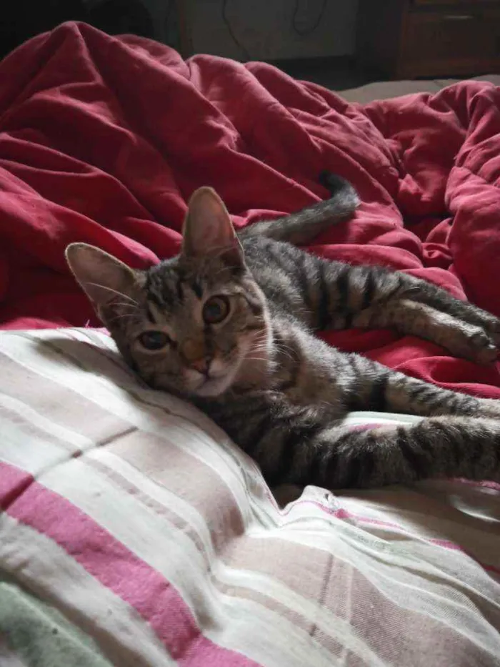 Gato raça Mestiça idade 1 ano nome Sabrina , Goku, vege