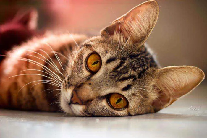 Gato raça Mestiça idade 1 ano nome Sabrina , Goku, vege