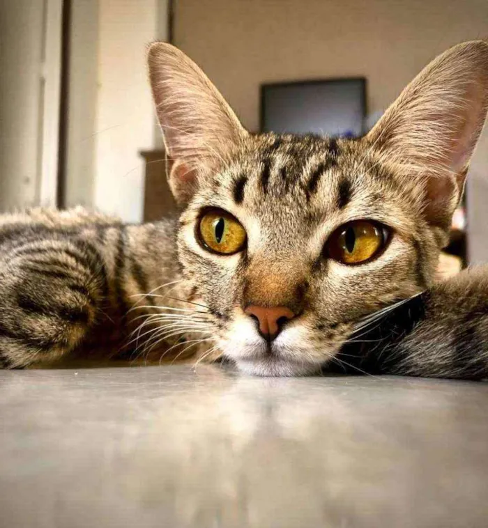 Gato raça Mestiça idade 1 ano nome Sabrina , Goku, vege