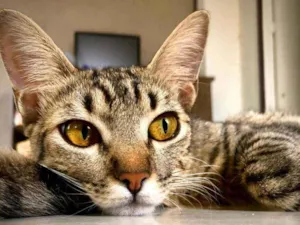 Gato raça Mestiça idade 1 ano nome Sabrina , Goku, vege