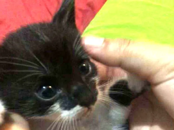 Gato raça Mestiça idade 1 ano nome Sabrina , Goku, vege