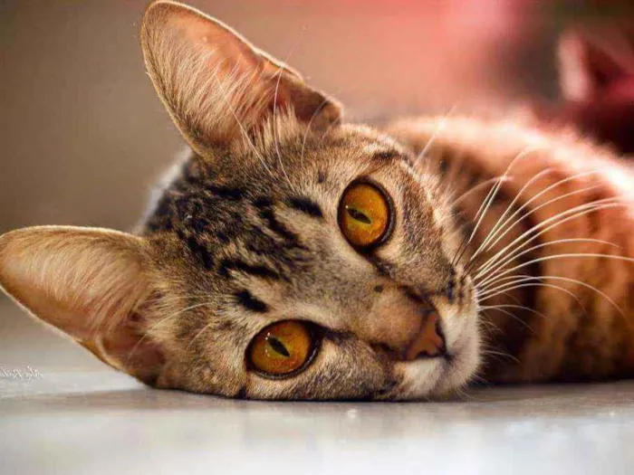 Gato raça Mestiça idade 1 ano nome Sabrina , Goku, vege