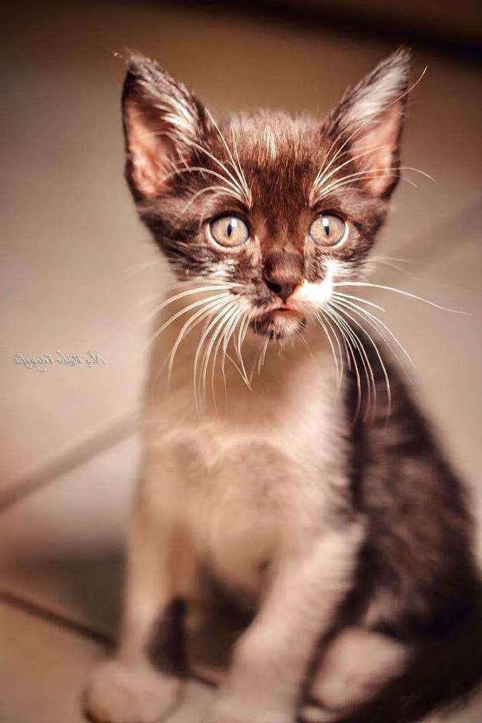 Gato raça  idade 2 a 6 meses nome Goku