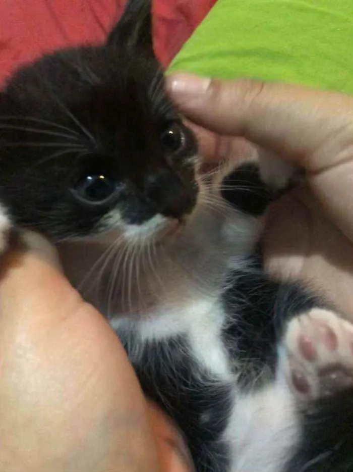 Gato raça  idade 2 a 6 meses nome Goku