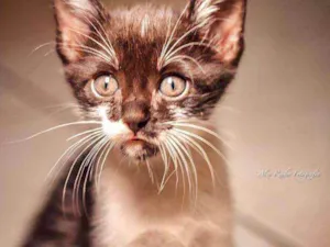 Gato raça  idade 2 a 6 meses nome Goku