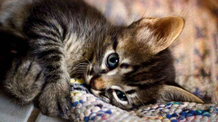Gato raça  idade 7 a 11 meses nome Vegeta
