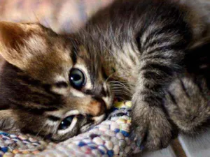 Gato raça  idade 7 a 11 meses nome Vegeta