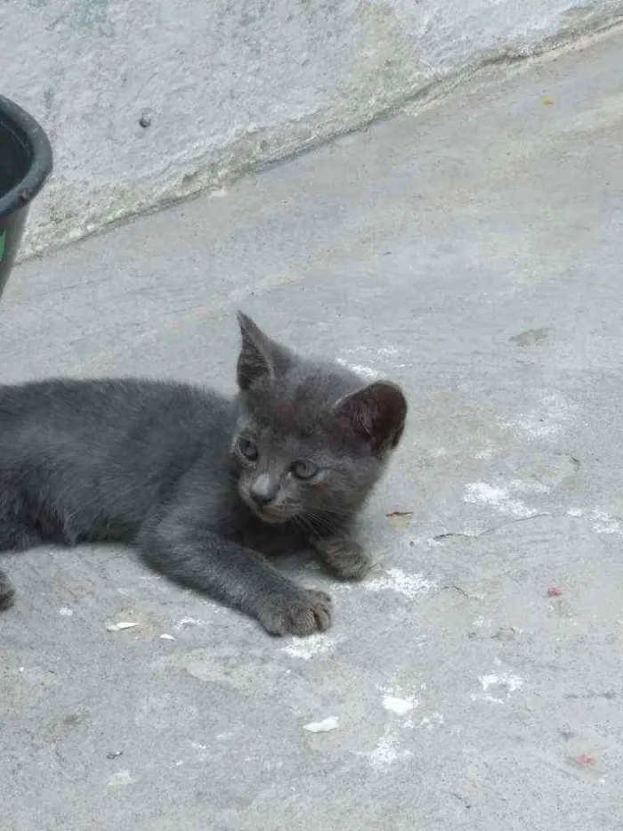 Gato ra a não definida idade Abaixo de 2 meses nome N tem nome