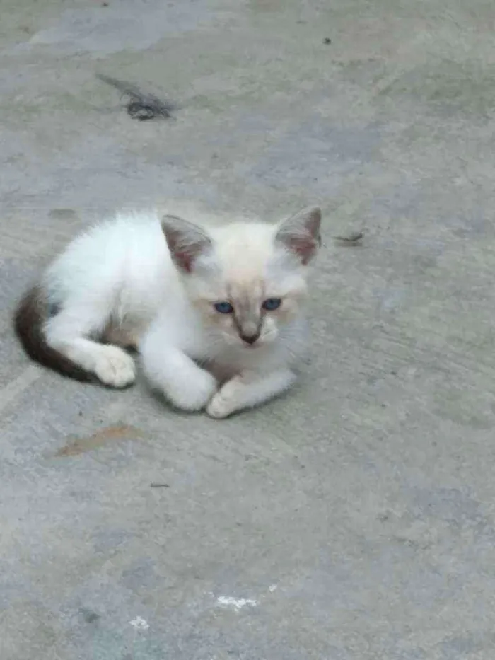 Gato ra a não definida idade Abaixo de 2 meses nome N tem nome