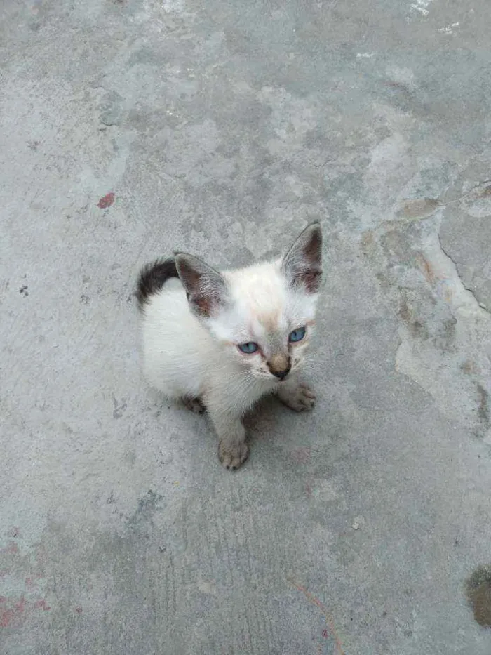 Gato ra a não definida idade 2 a 6 meses nome N tem nome