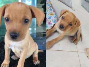 Cachorro raça Raça não definida idade 2 a 6 meses nome Pingo