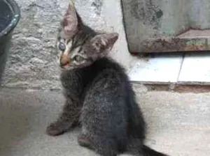 Gato raça não definida idade Abaixo de 2 meses nome N tem nome