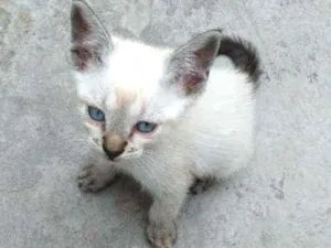 Gato raça não definida idade 2 a 6 meses nome N tem nome