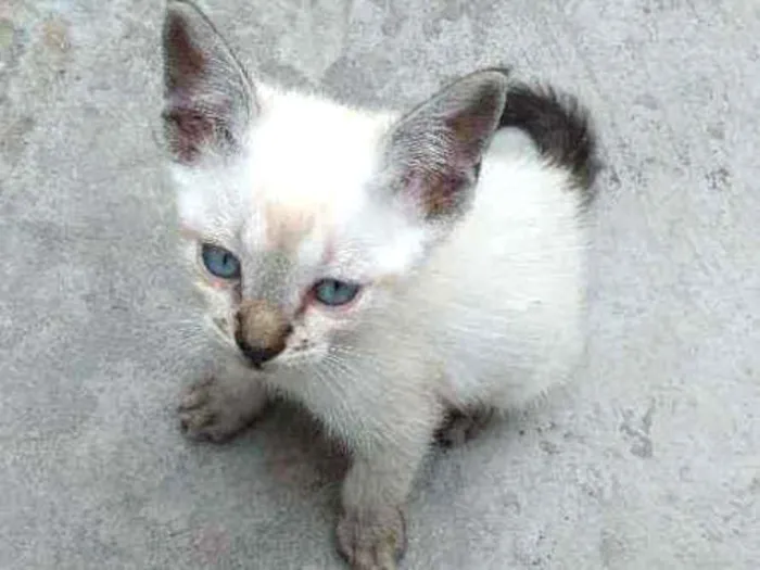 Gato ra a não definida idade 2 a 6 meses nome N tem nome