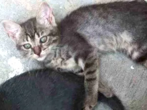 Gato raça não definida idade 2 a 6 meses nome N tem nome