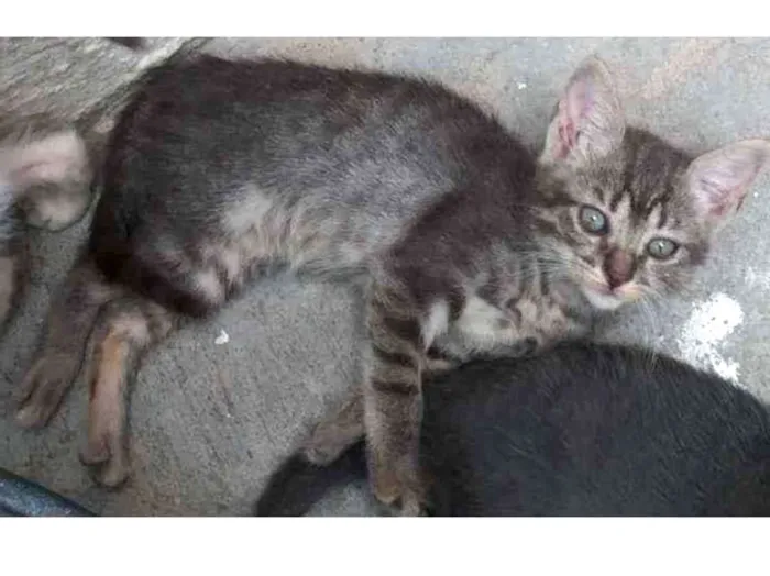 Gato raça não definida idade 2 a 6 meses nome N tem nome