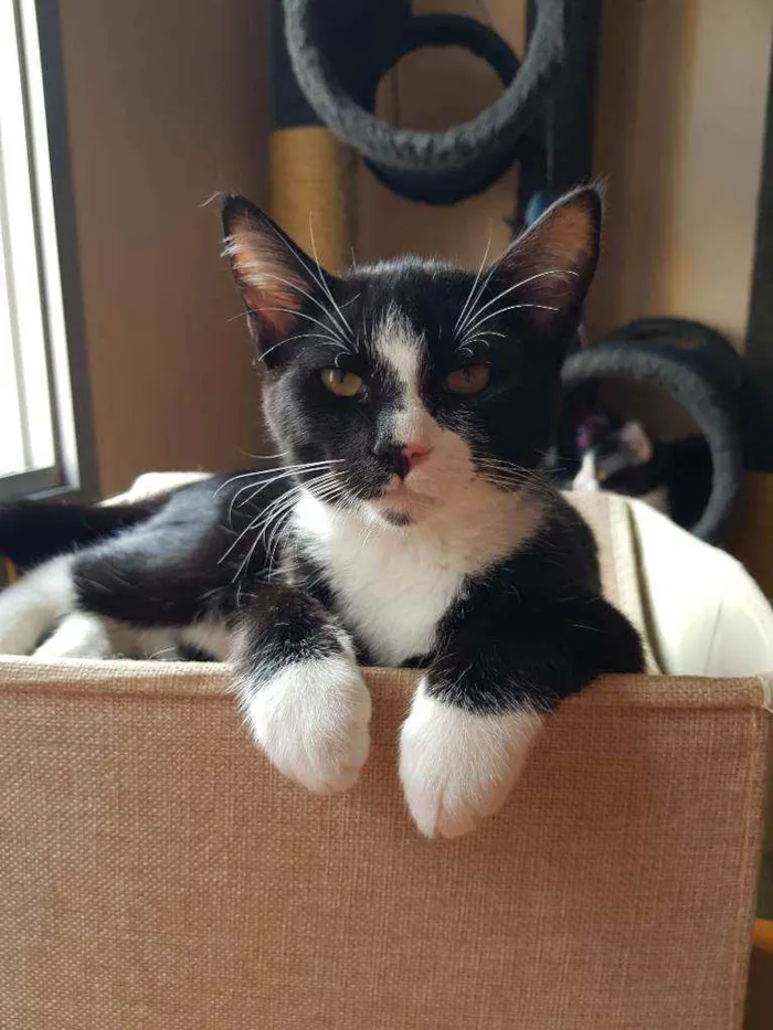 Gato raça SRD idade 2 a 6 meses nome Galileu