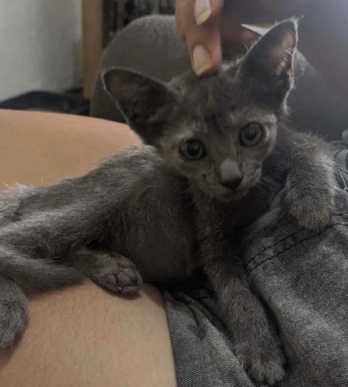Gato raça SRD idade Abaixo de 2 meses nome Sem nome