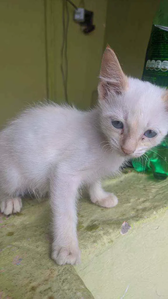 Gato raça SRD idade Abaixo de 2 meses nome Sem nome