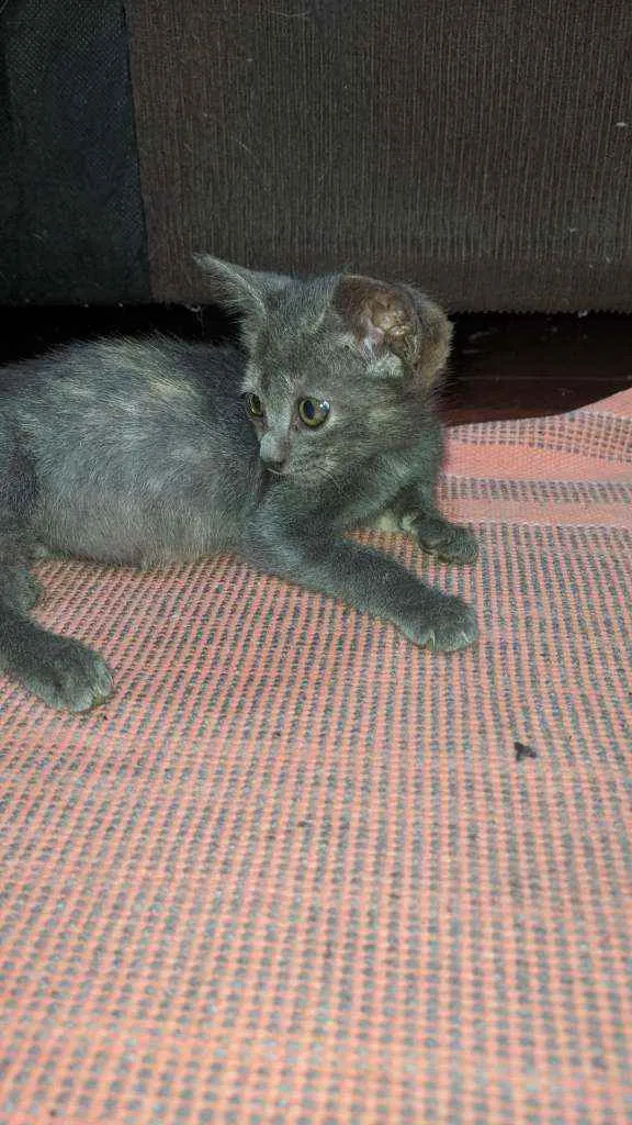 Gato raça SRD idade Abaixo de 2 meses nome Sem nome