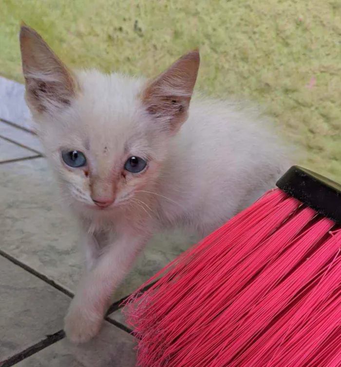 Gato raça SRD idade Abaixo de 2 meses nome Sem nome