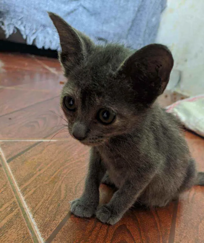 Gato raça SRD idade Abaixo de 2 meses nome Sem nome