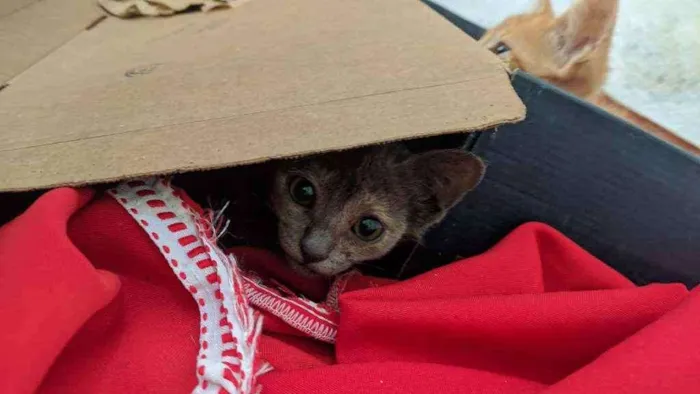Gato raça SRD idade Abaixo de 2 meses nome Sem nome