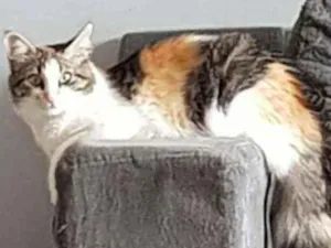 Gato raça SRD idade 1 ano nome Cristal