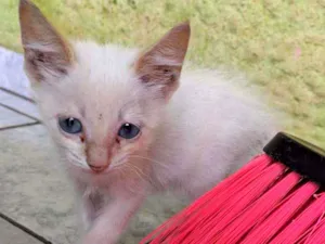 Gato raça SRD idade Abaixo de 2 meses nome Sem nome