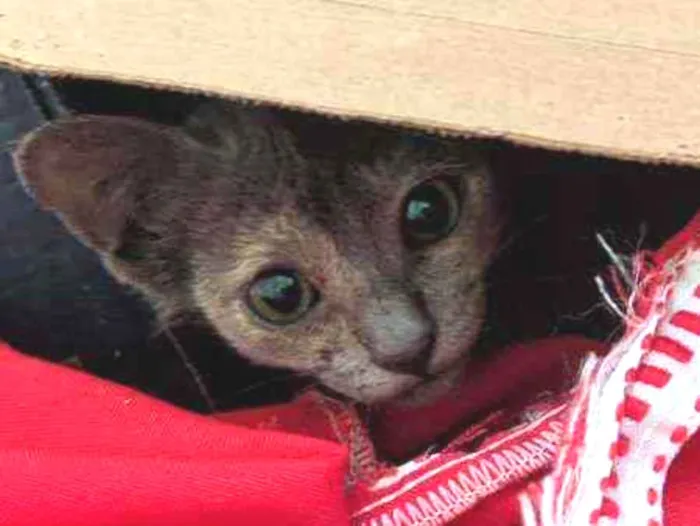 Gato raça SRD idade Abaixo de 2 meses nome Sem nome