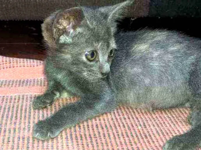 Gato raça SRD idade Abaixo de 2 meses nome Sem nome