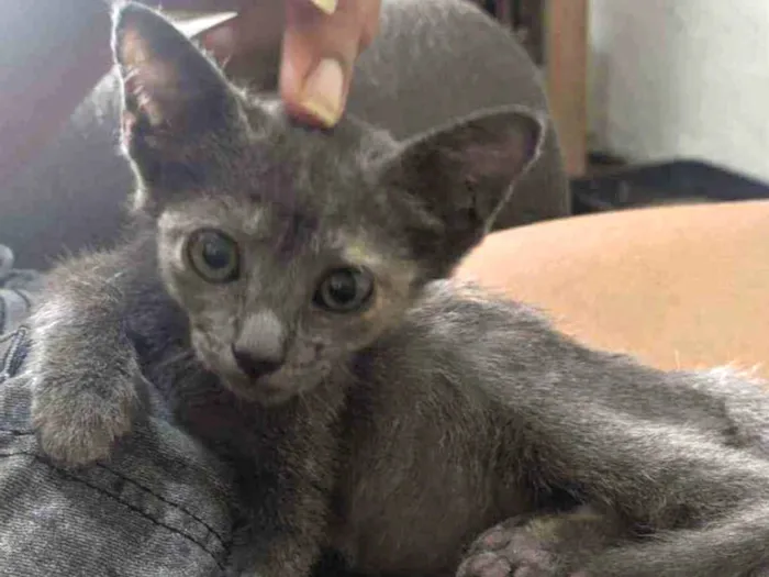 Gato raça SRD idade Abaixo de 2 meses nome Sem nome