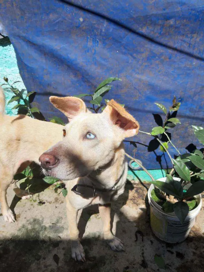 Cachorro ra a Vira-lata idade 1 ano nome Mel