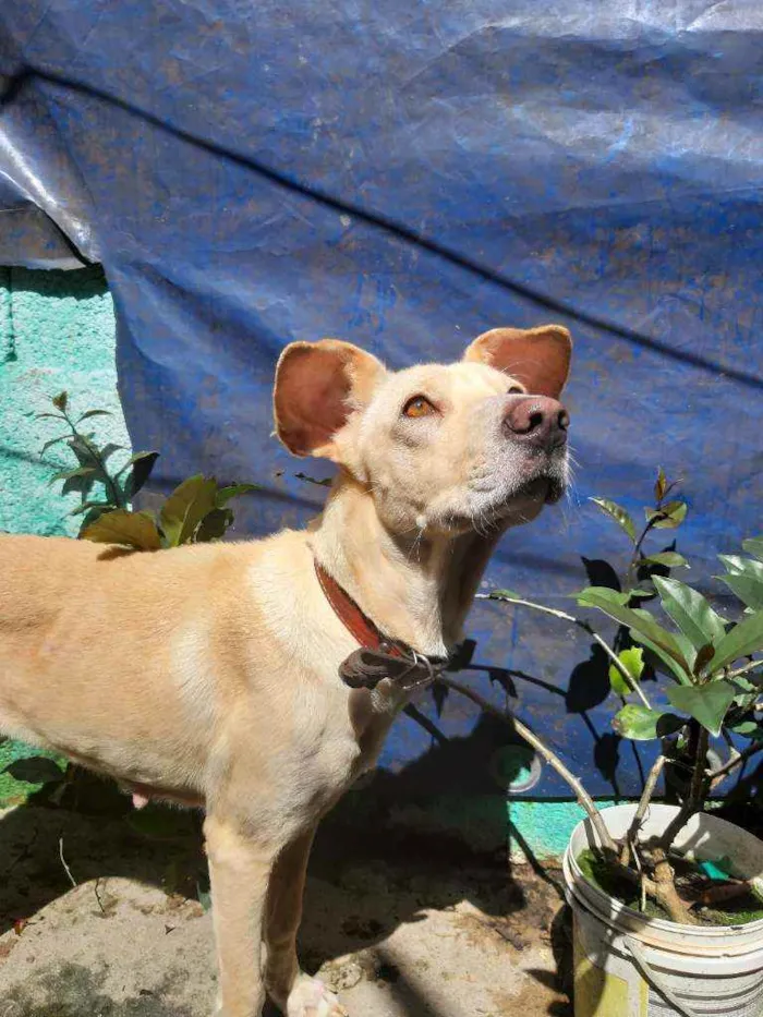 Cachorro ra a Vira-lata idade 1 ano nome Mel