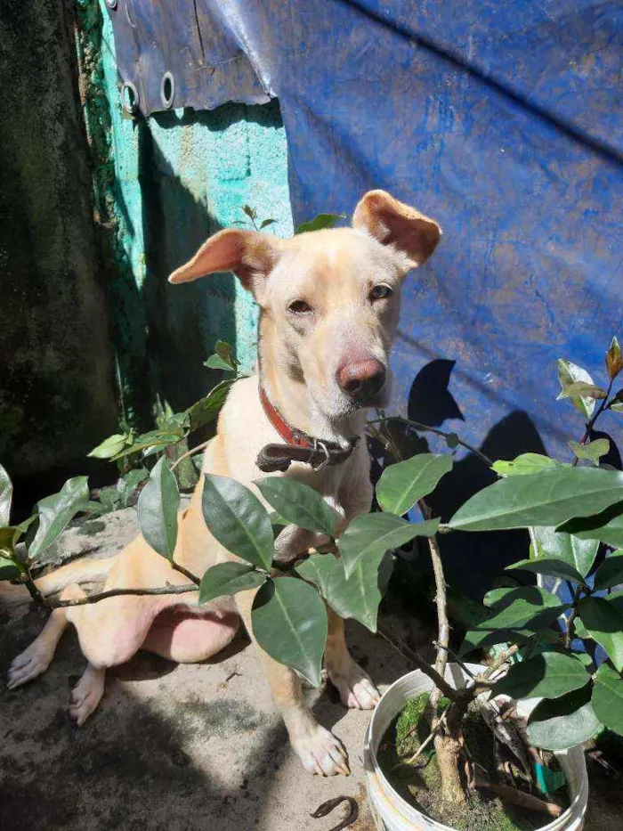 Cachorro ra a Vira-lata idade 1 ano nome Mel