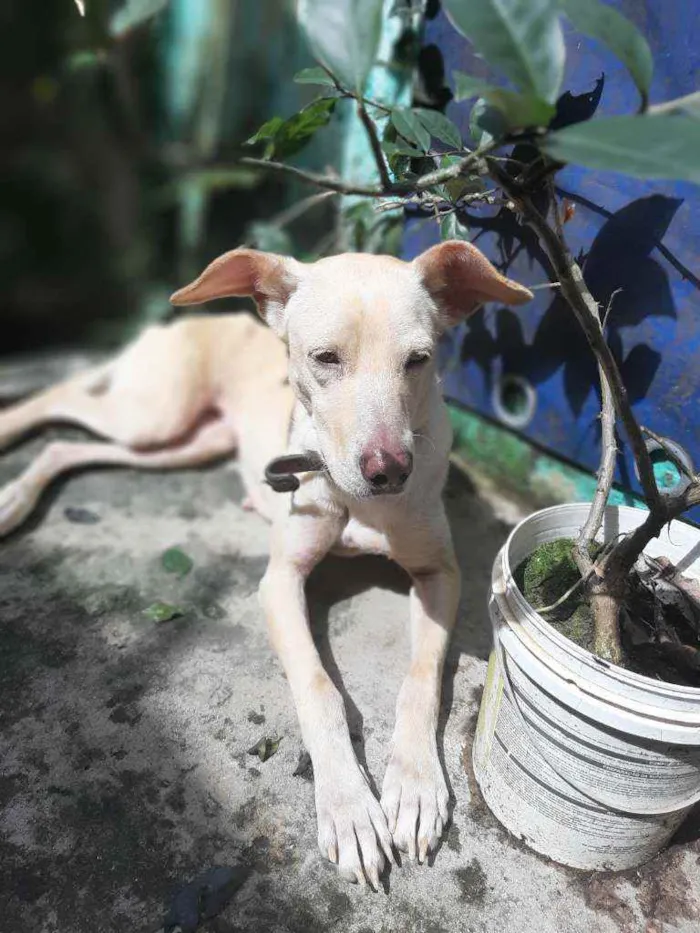Cachorro ra a Vira-lata idade 1 ano nome Mel