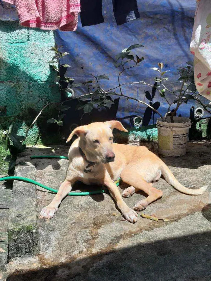 Cachorro ra a Vira-lata idade 1 ano nome Mel