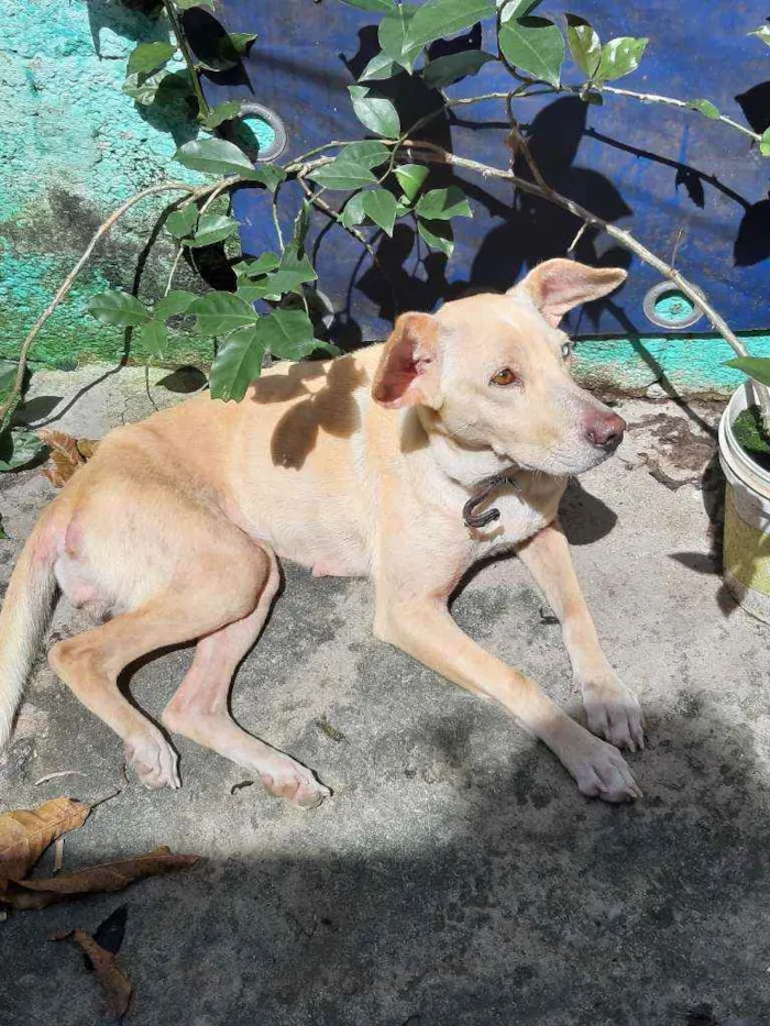 Cachorro ra a Vira-lata idade 1 ano nome Mel