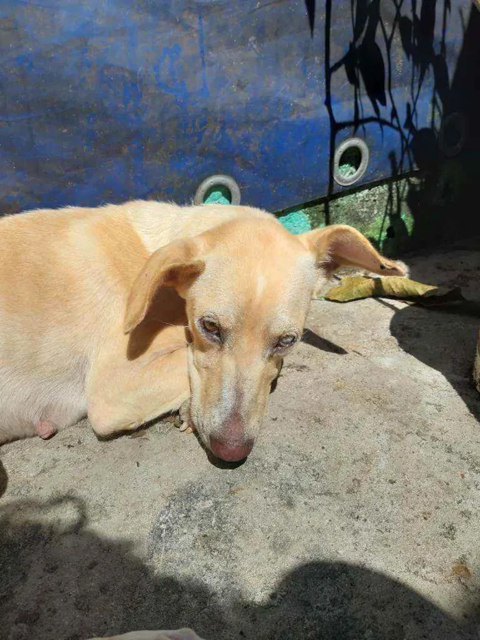 Cachorro ra a Vira-lata idade 1 ano nome Mel