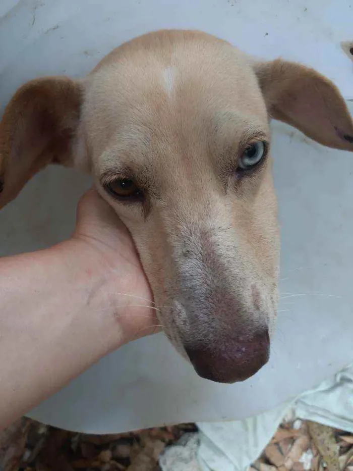 Cachorro ra a Vira-lata idade 1 ano nome Mel