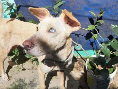 Cachorro raça Vira-lata idade 1 ano nome Mel