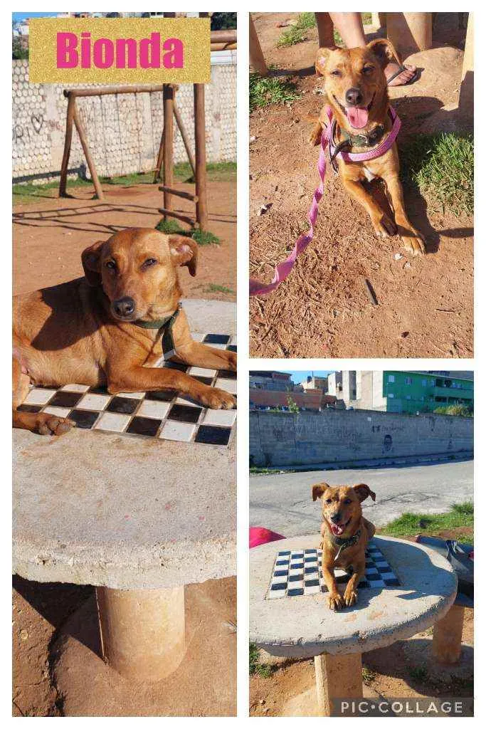 Cachorro raça srd idade 2 anos nome BIONDA