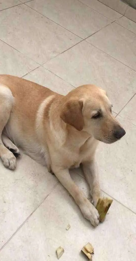Cachorro ra a Labrador idade 6 ou mais anos nome Bany