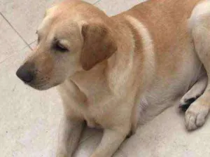 Cachorro raça Labrador idade 6 ou mais anos nome Bany